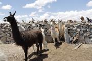 Enviaron los protocolos para la exportación de charque de llama a Estados Unidos