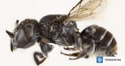 Descubren una nueva especie de abeja con cuernos en Australia, la Megachile lucifer