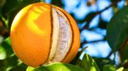Naranjo: qué quiere decir que las naranjas se abran a la mitad estando en el árbol