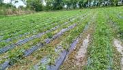 El granizó golpeó con fuerza a los frutilleros y dejo pérdidas de 80%