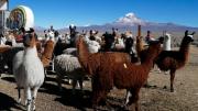 Arabia Saudita, Dubái y EE.?UU. muestran interés en la carne de llama de Oruro