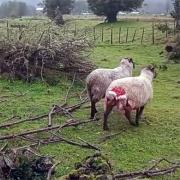 Concejal de Cisnes denuncia ataque de perros a ganado ovino y pide que SAG tome medidas