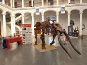 Exponen réplica del mastodonte Don Pepe en Congreso Boliviano de Paleontología, en Sucre