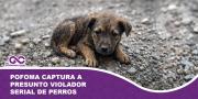 Pofoma captura a presunto violador serial de perros