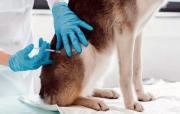 Zoonosis aplicará 80 mil dosis en campaña de vacunación canina