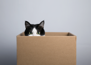 ¿Por qué los gatos aman las cajas?