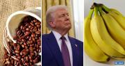 Para bajar el costo de la vida en Estados Unidos: Trump planea bajar aranceles al café y los plátanos