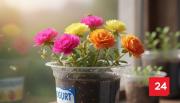 Conoce la flor que llena de color tu hogar y crece hasta en un pote de yogur