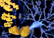 Cuál es el ejercicio simple que recomienda Harvard para reducir el riesgo de demencia y Alzheimer