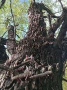 Plaga del tucura sapo al sur de Río Negro: cómo afecta a los productores