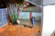 Quiso robar y casi lo muerde un pitbull: el portón le salvó la vida (VIDEO)