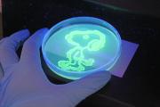 Snoopy y un Stormtrooper brillan en la ciencia: Estudiantes chilenos experimentan y dibujan con proteína fluorescente de medusa