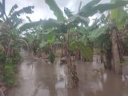 Inundaciones arrasan el trópico: 2.700 hectáreas de banana quedan bajo el agua y piden inspección urgente