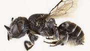 Megachile lucifer: Descubren nueva especie de abeja con cuernos demoníacos