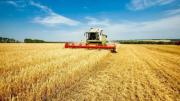 Crece la expectativa por la “mega campaña” de trigo: “Estamos en 24,5 millones de toneladas”