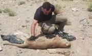 Encontraron un puma muerto en Ruta 6 de Roca: el operativo de la Fundación Guardafaunas