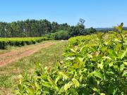 El gobierno desobedece un recurso de amparo y vuelve a desregular el Instituto Nacional de la Yerba