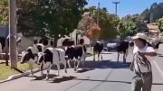 Video: un camión con vacas volcó en plena Ruta 38 y provocó un choque múltiple