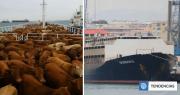 Difícil que lleguen con vida: barco quedó varado en alta mar con casi 3.000 vacas a bordo