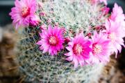 El secreto del cactus: cómo preparar un abono casero para que florezca esta primavera