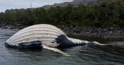 Un año sin respuestas: Las ballenas de la Patagonia siguen esperando justicia
