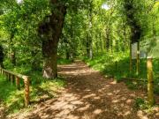 Robles, castaños y niebla: el bosque gallego que parece un escenario de fantasía