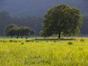 El árbol que dura generaciones: sombra frondosa y nueces todo el año
