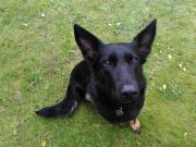 Un repartidor de Amazon atropelló a su mascota y la empresa le dio una cama para perro como disculpa