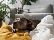 Las mejores razas de perros para acompañar adultos mayores