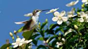Cómo atraer colibríes con el jazmín y convertir tu patio en un paraíso esta primavera