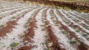 Granizadas afectan el cultivo de ocho municipios en Potosí