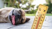 Los perros y calor: la temperatura a partir de la cual empiezan a sufrir y cómo cuidarlos