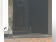 Rescataron al gatico encerrado en el local del extinto BOD del C.C. El Varillal