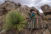 Bolivia da pasos para la conservación de la puya raimondii, la planta reina de los Andes
