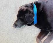 Quién era Rex, el perro que aparece en el documental de Báez Sosa y conmueve al país