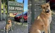 Maltrato animal: imputaron y dictaron prisión preventiva a dos hombres acusados de torturar y matar a un perro en Jujuy