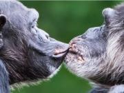 La ciencia descubrió que el primer beso se dio hace 20 millones de años