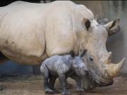 Nació un extraño rinoceronte blanco en España