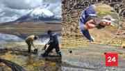 Emergencia ambiental: cierran indefinidamente sector Chungará del Parque Nacional Lauca por derrame de aceite de soya