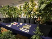 PDI desmantela cultivos de marihuana y decomisa 24 millones en Punta Arenas