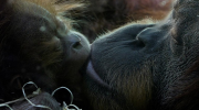 El primer beso ocurrió entre simios hace 21 millones de años