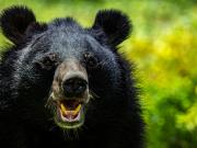 Una excursión terminó en tragedia: un oso pardo atacó a un grupo de estudiantes y dejó 11 heridos