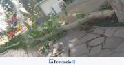 Por el fuerte viento en San Juan, hubo enormes ramas caídas