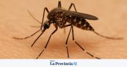 ¡Alerta! Detectaron un nuevo virus transmitido por mosquitos