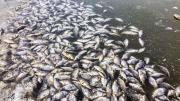 El único país de América donde llueven peces plateados al menos una vez al año