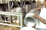 Estiman que en Venezuela se consume alrededor de 1.800.000 litros de leche de búfalo diarios