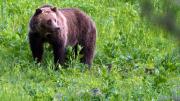 Oso grizzly ataca a escolares en Canadá: Once heridos y dos graves