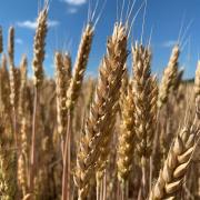 Los principales cultivos de invierno, por departamento