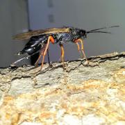 Alertan sobre la cercanía de una avispa dañina para la producción de pinos