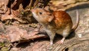 Confirman ocho casos de hantavirus en Salta